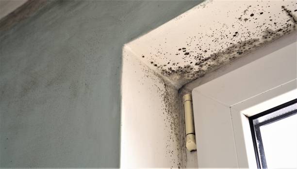 Best Real Estate Mold Inspection  in K I Sawyer, MI