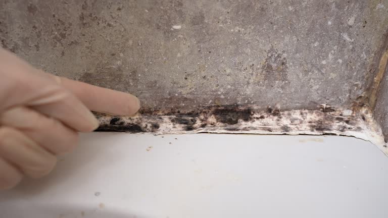 Best Mold-Related Health Consultation  in K I Sawyer, MI