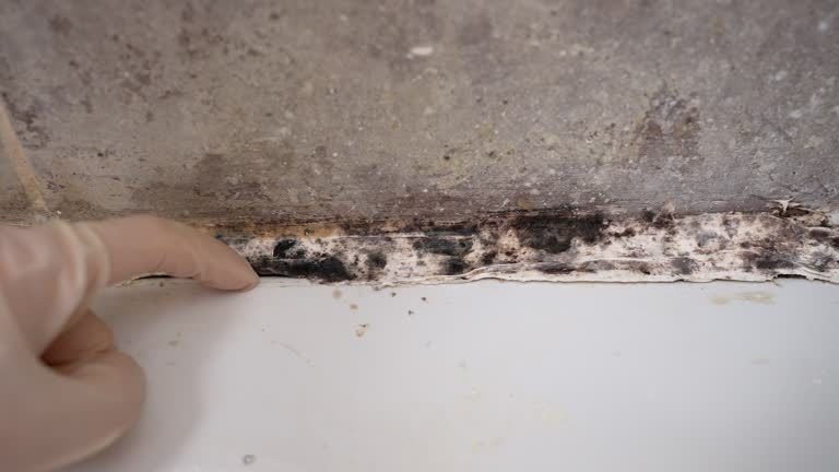 Mold Remediation for Vacation Homes in K I Sawyer, MI